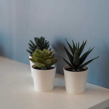 Domvs Glamp 홀리데이파크